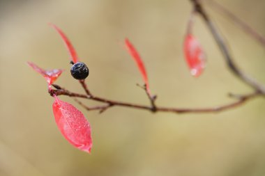 Aronia melanocarpa