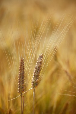 Two wheat-ears clipart