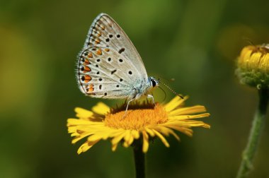 Sarı bir çiçekte kelebek