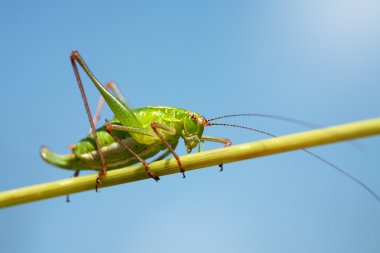 Green grasshopper clipart