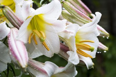 White flowers with water drops clipart