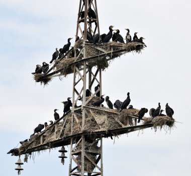 Cormorant colony clipart