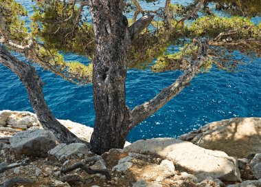 Mediterranean pine in calanque of Cassis, France clipart