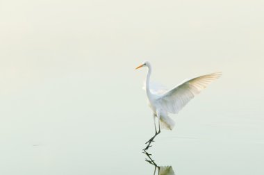 Great Egret ower a lake surface clipart