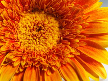 gerbera makro