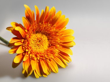 gerbera çiçek