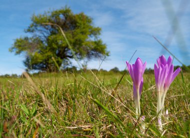 colchicum çiçek alanı