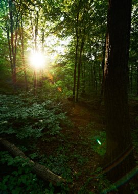 oak Forest güneş