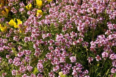 Wild thyme blossom clipart