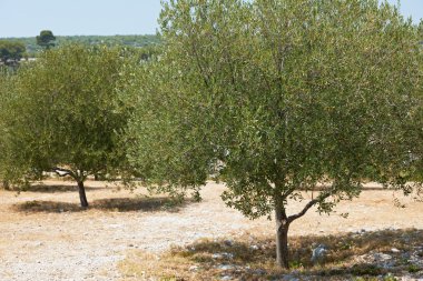 Fransa zeytin ağaçları