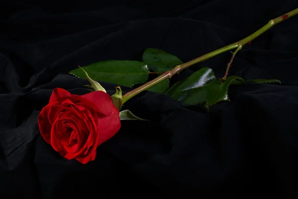 stock image Red rose flower blossom on black