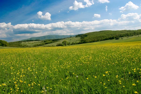 Wiosna pole z kwiatów i chmury — Zdjęcie stockowe