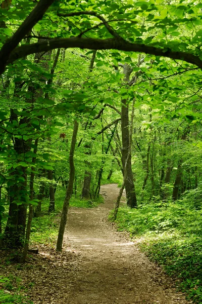 stock image Trail in a green oak forest