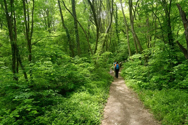 Procházka v lese na jaře — Stock fotografie