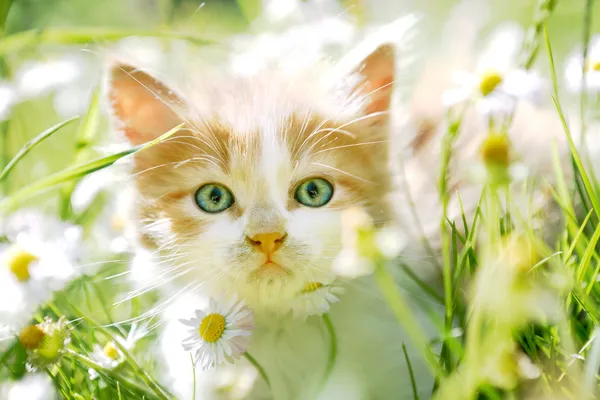 Schattige kleine kat in groene gras — Stockfoto