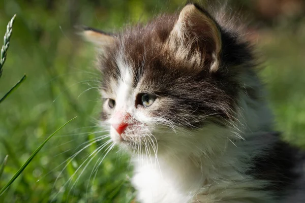 Cute little cat in green grass — Stock Photo, Image