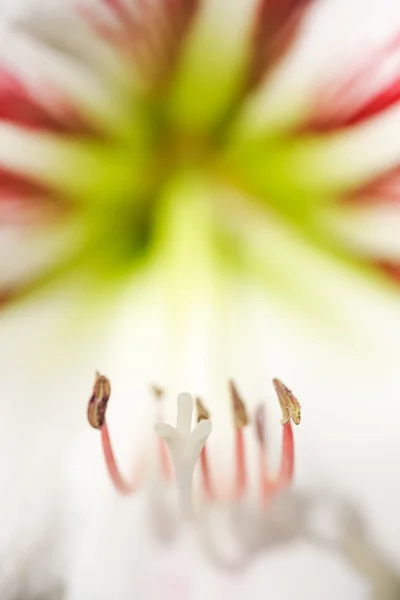 White cala-lily flowers — Stock Photo, Image
