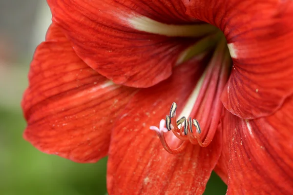 Flor flor de lírio vermelho — Fotografia de Stock