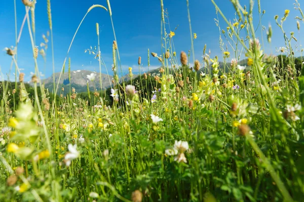 Herbes et fleurs de montagne — Photo