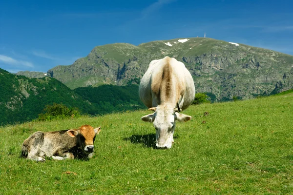 Корова и теленок в горах — стоковое фото