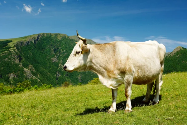 Белая корова в горах — стоковое фото