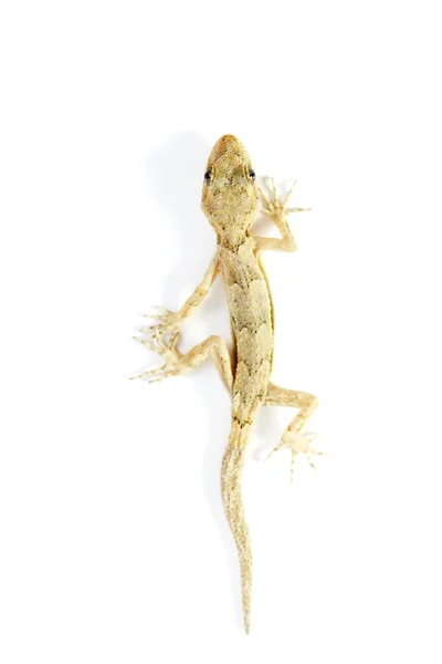 Stock image Creeping gecko on white