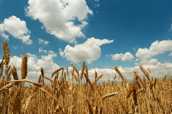 Rodas de milho de verão — Fotografia de Stock