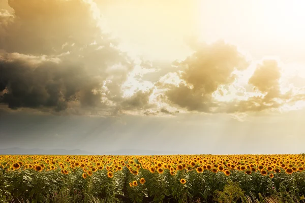 stock image SUNSET OVER A SUNFLOWER FIELD