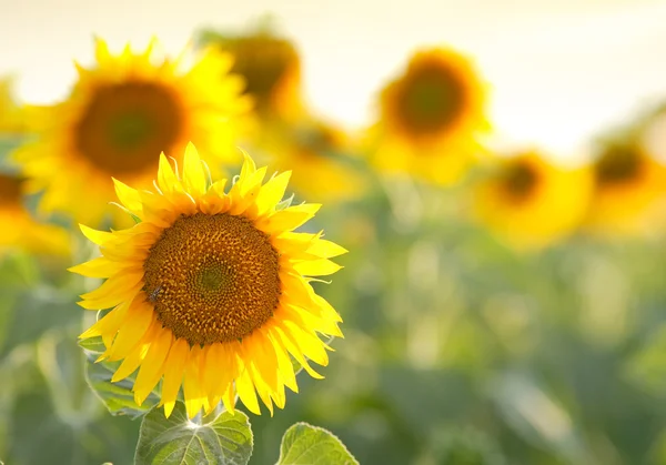 stock image Sunflowers