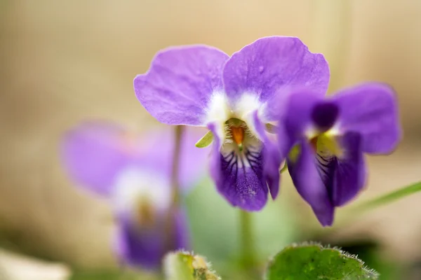 Primavera violetas primer plano —  Fotos de Stock