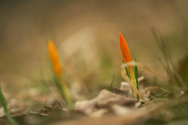 Wiosną krokusy — Zdjęcie stockowe