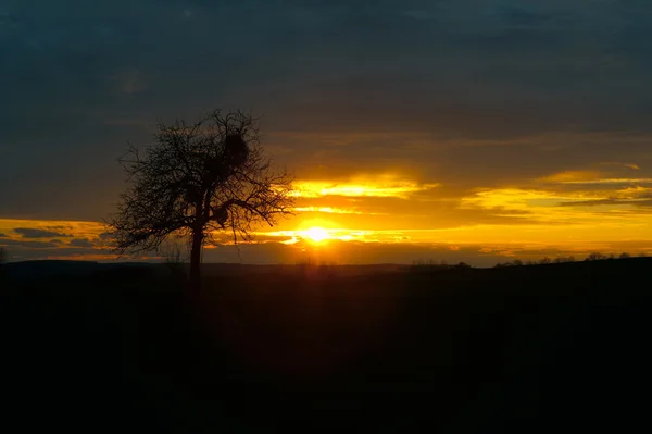 Carvalho ao pôr-do-sol — Fotografia de Stock