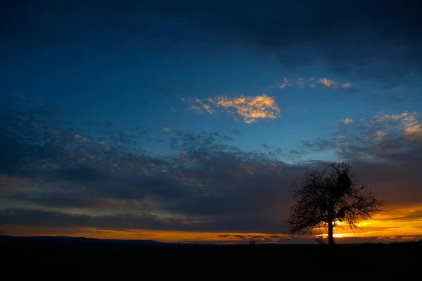 Дубове дерево на заході сонця — стокове фото