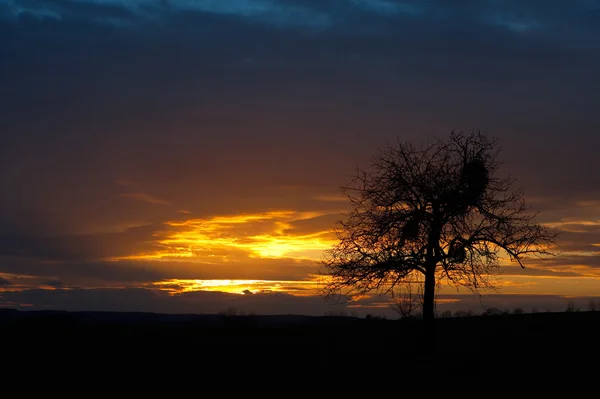 Дубове дерево на заході сонця — стокове фото