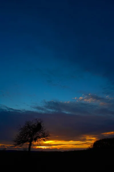Günbatımında meşe ağacı — Stok fotoğraf