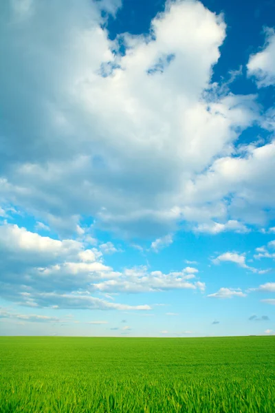 Zelené trávy a zamračená obloha modrá — Stock fotografie