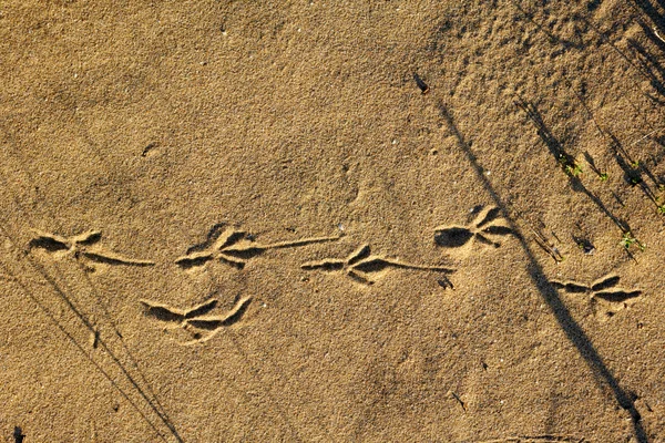 Vogel trace op een strand zand — Stockfoto