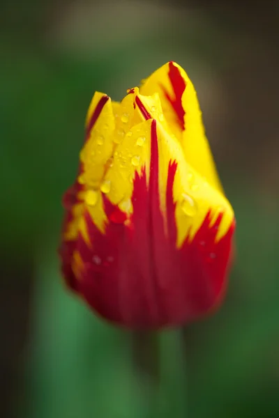 Colorful tulip — Stock Photo, Image