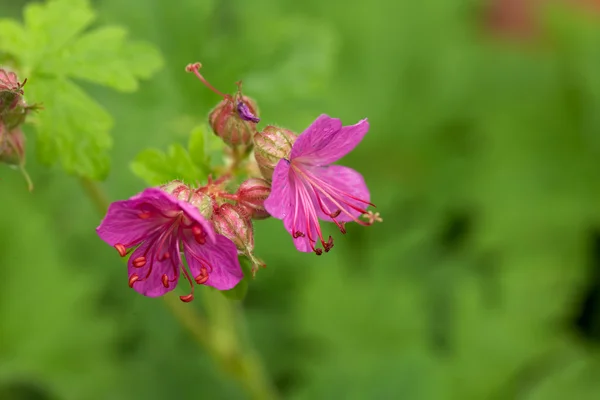 Wild geranium — Stock Photo, Image