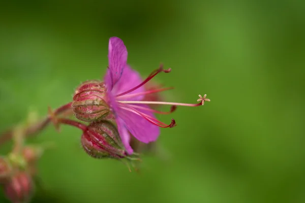 Wild geranium blossom — Zdjęcie stockowe