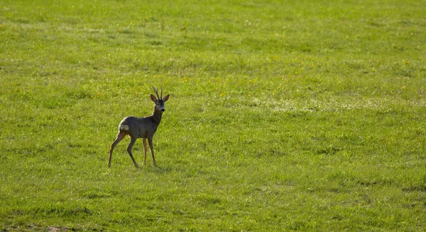 Roe deer on a spring meadow — Stock Photo, Image
