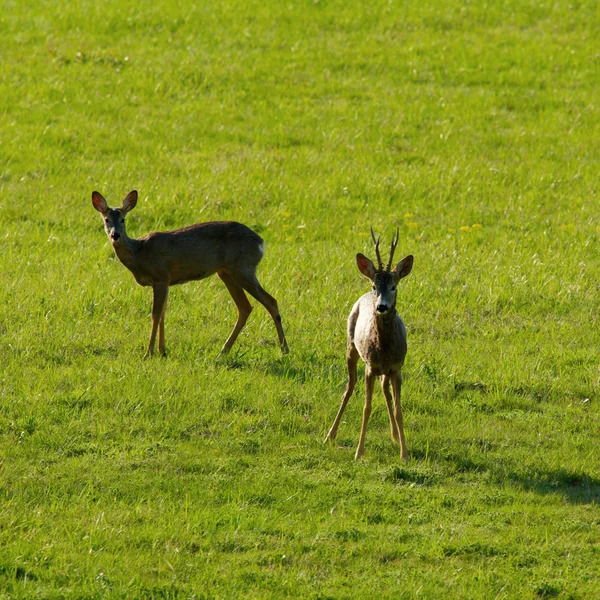 Roe deers — Stock Photo, Image