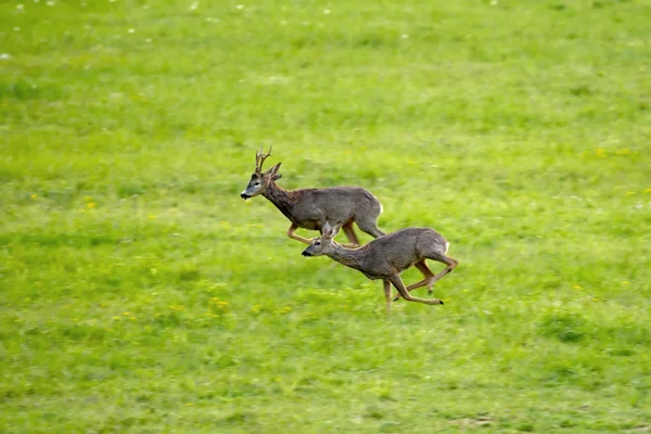 Roe deers running — Stock Photo, Image
