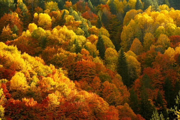 stock image Autumn forest in bright colors