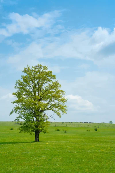 Grüne Frühlingswiese und Baum — Stockfoto