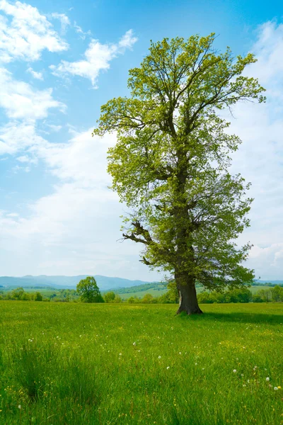 Gran árbol viejo — Foto de Stock