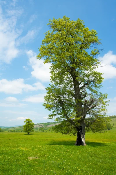 Vieil arbre dans une prairie printanière — Photo