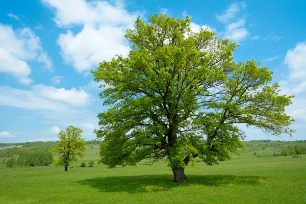 Jarní Zelený strom — Stock fotografie