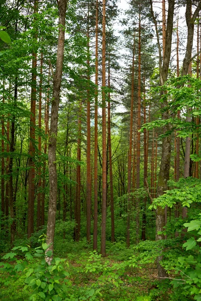 stock image Pine forest