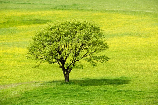 Весеннее дерево на желтом лугу — стоковое фото